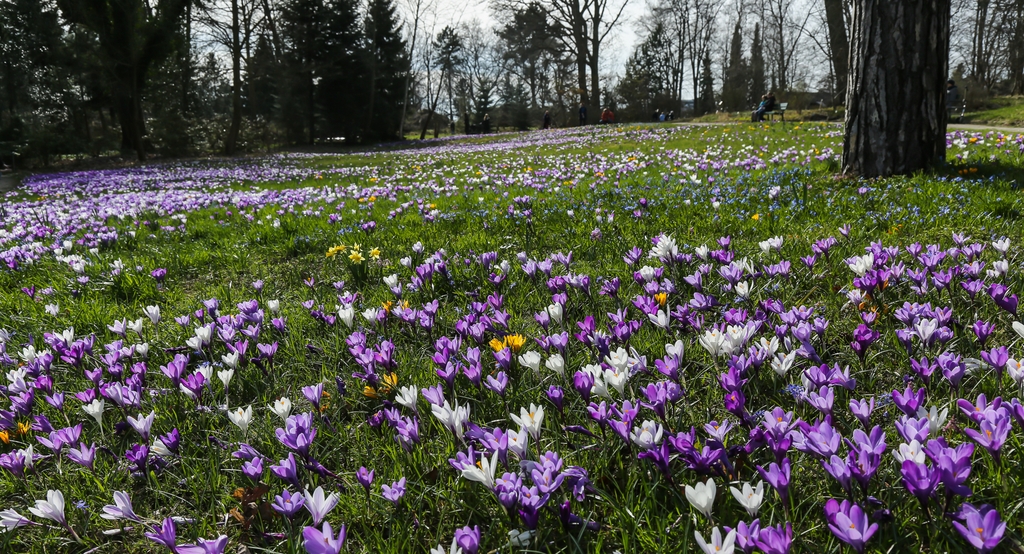 Frühlingsleuchten