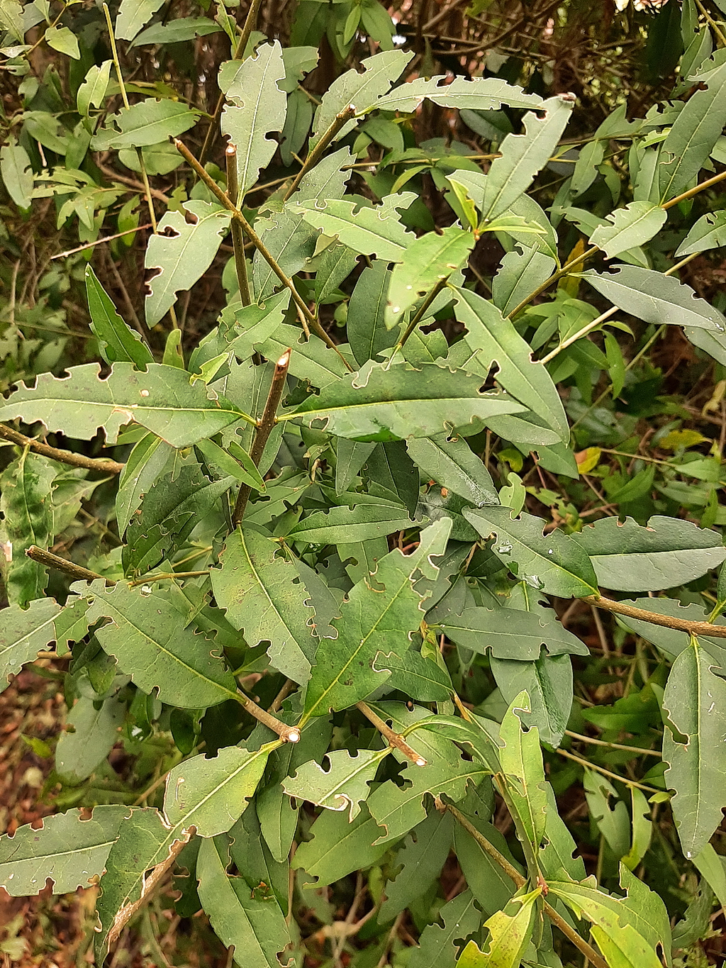 Ligustrum