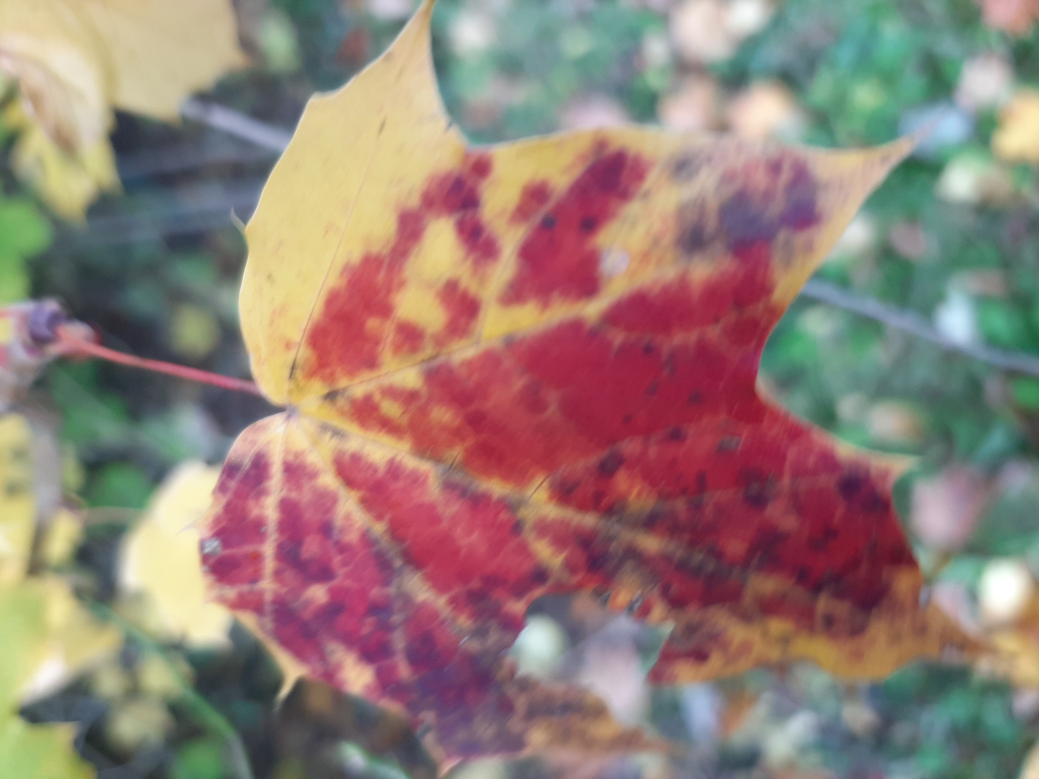 Herbstgruß