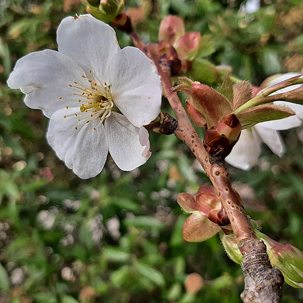 Kirschblüte 2022