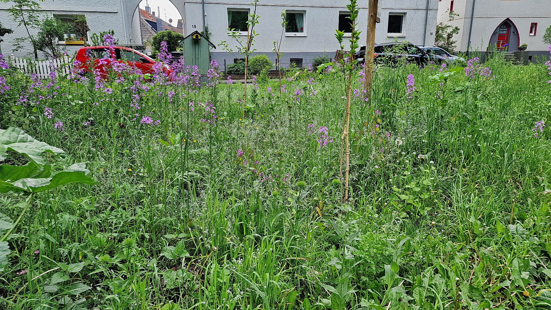 Wildblumenwiese im Mai 2024