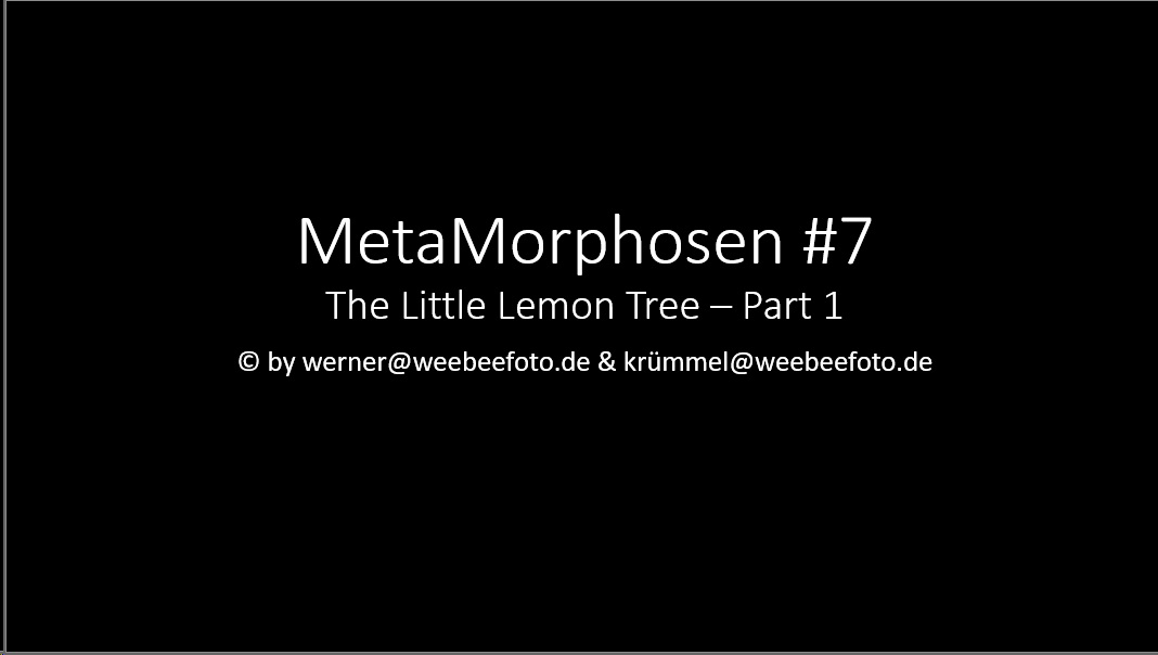 Little Lemon Tree - Part 1