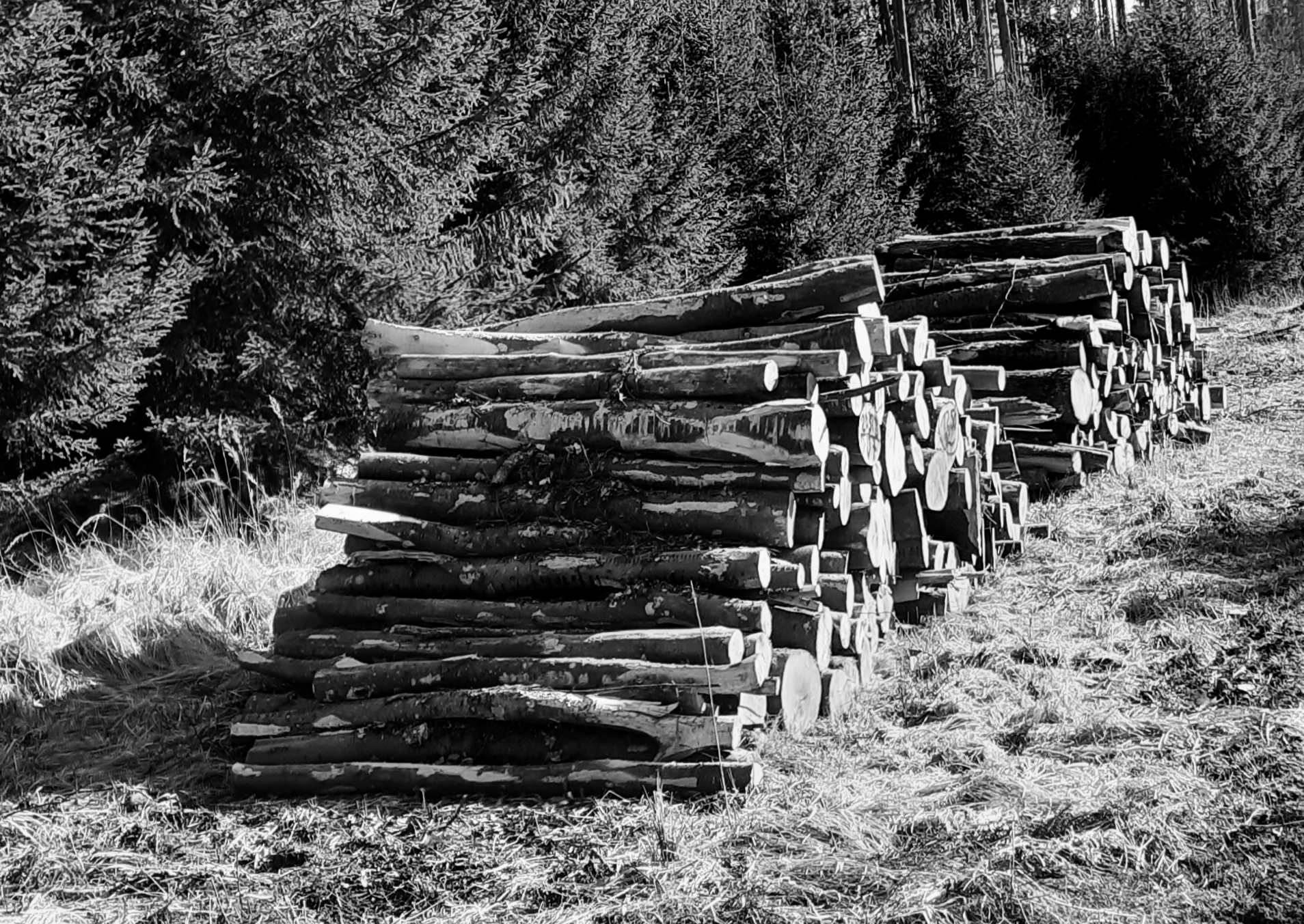 Mächtig fui Holz für d´Hütten