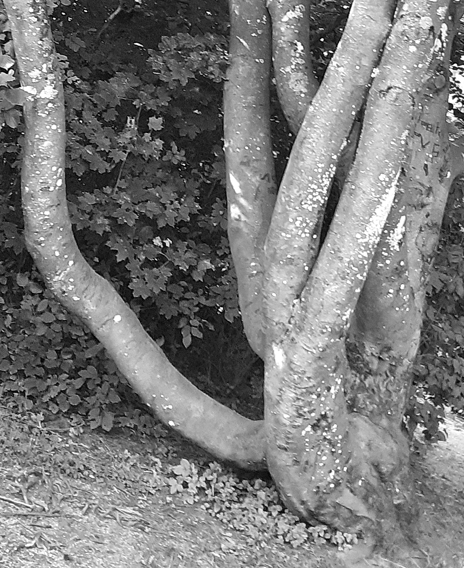 Lockbaum mit Hund