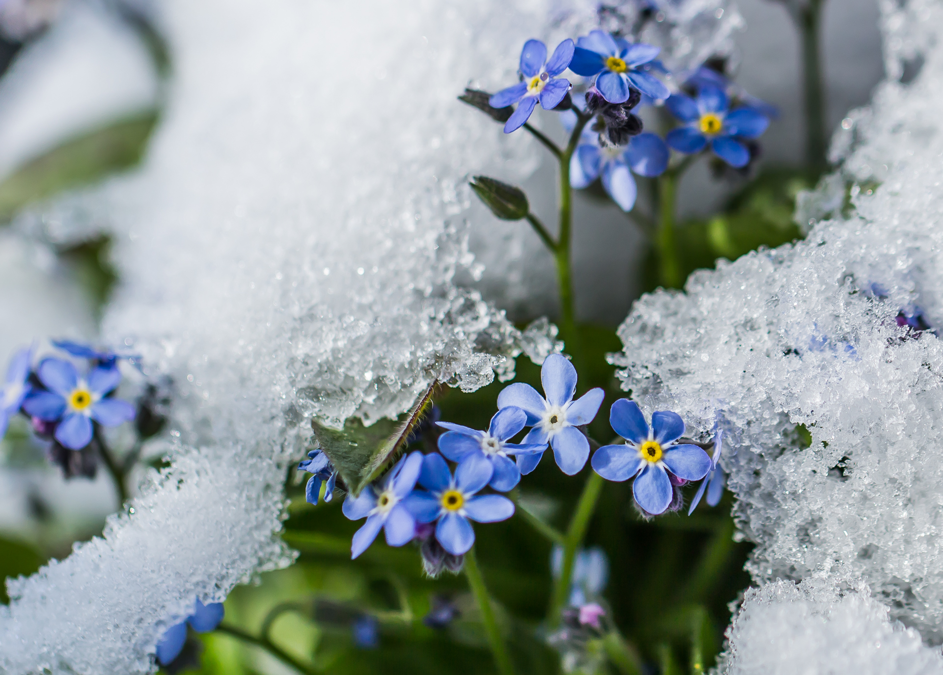 Frühling lässt sein blaues Band