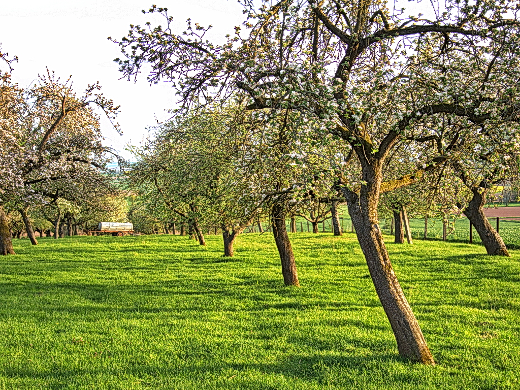 Obstgarten